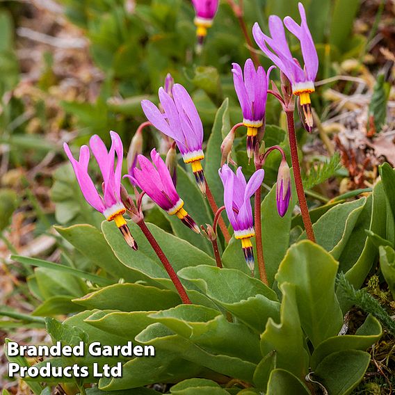 Dodecatheon meadia