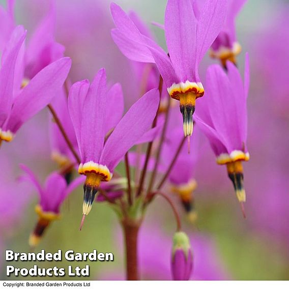 Dodecatheon meadia