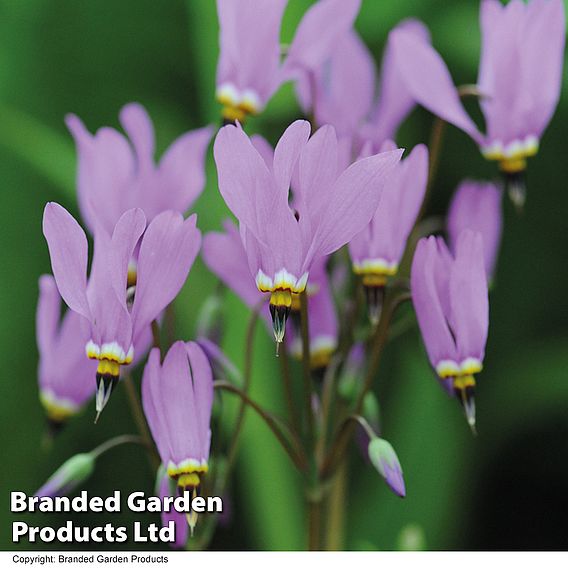 Dodecatheon meadia