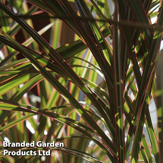 Dracaena marginata 'Bicolor'