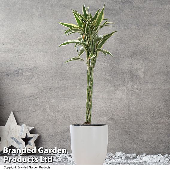 Dracaena surculosa 'Twisted Stem'