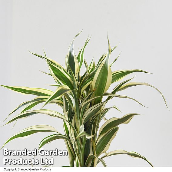 Dracaena surculosa 'Twisted Stem'