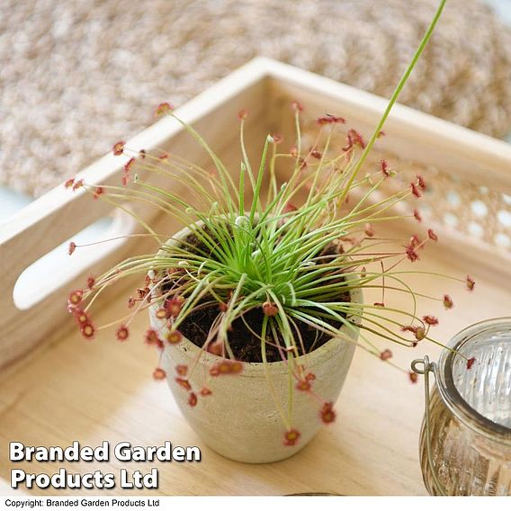 Drosera paradoxa