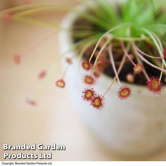 Drosera paradoxa