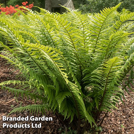 Dryopteris atrata | Dobies