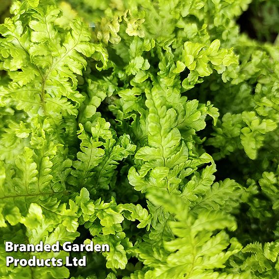 Dryopteris filix-mas 'Cristata'