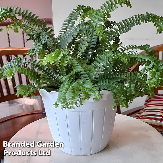 Dryopteris filix-mas 'Cristata'