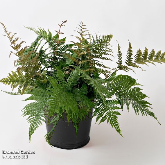 Dryopteris erythrosora