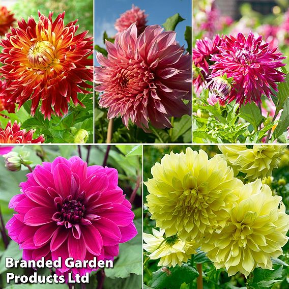 Dahlia 'Delightful Dinner Plate Collection'