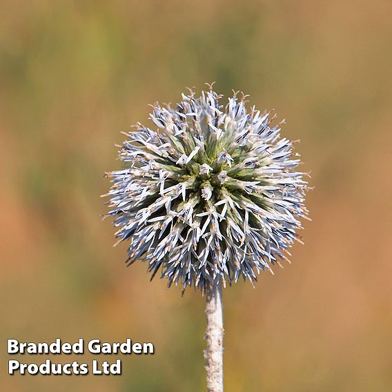 Echinops spaerocephalus 'Arctic Glow'