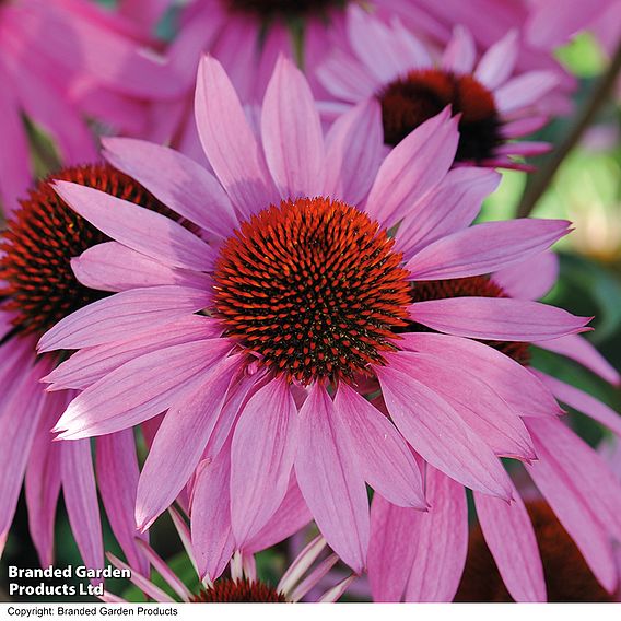 Echinacea 'Nectar Pink'