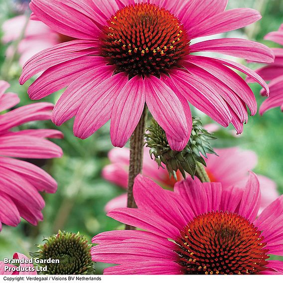 Echinacea 'Nectar Pink'