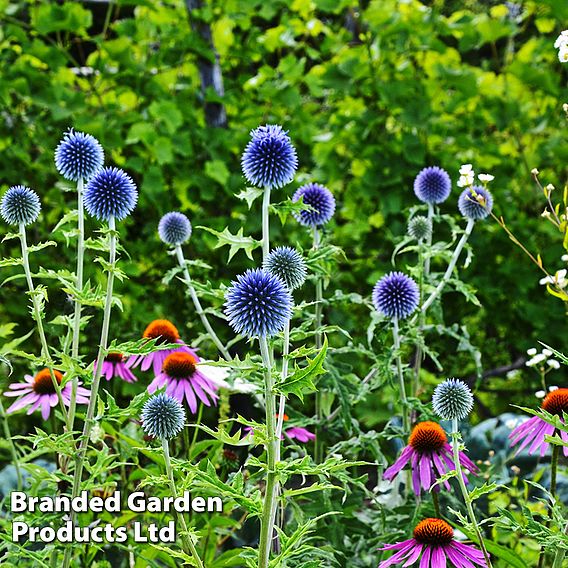 Echinops Ritro