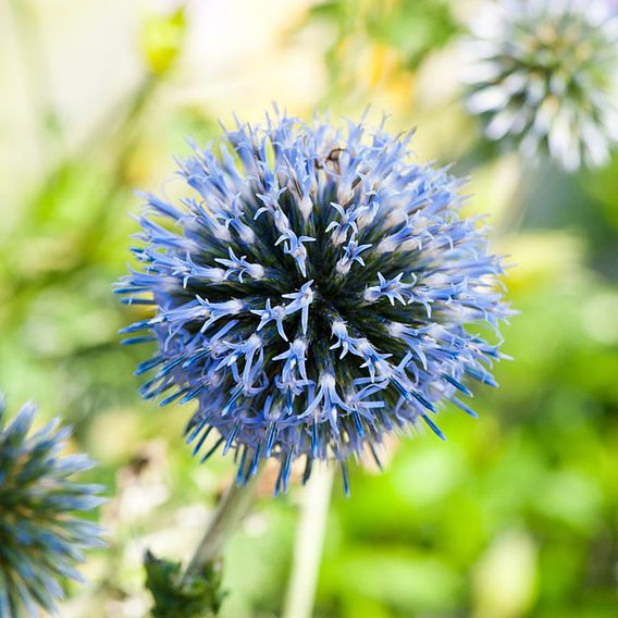 Echinops Ritro