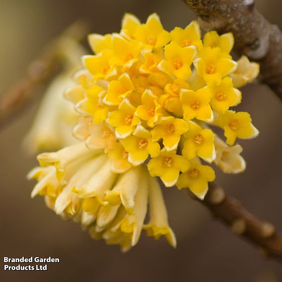 Edgeworthia chrysantha