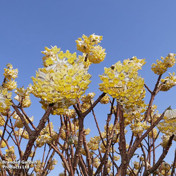 Edgeworthia chrysantha