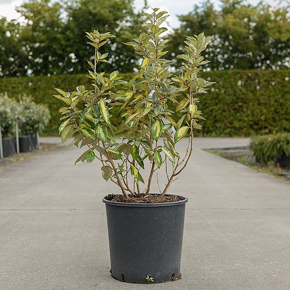 Elaeagnus ebbingei 'Limelight'