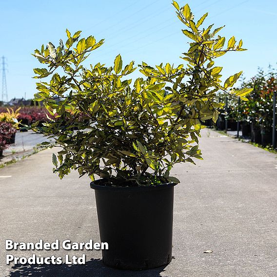 Elaeagnus pungens 'Maculata'