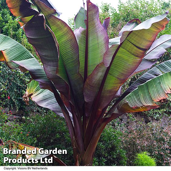 Ensete 'Ethiopian Black Banana'