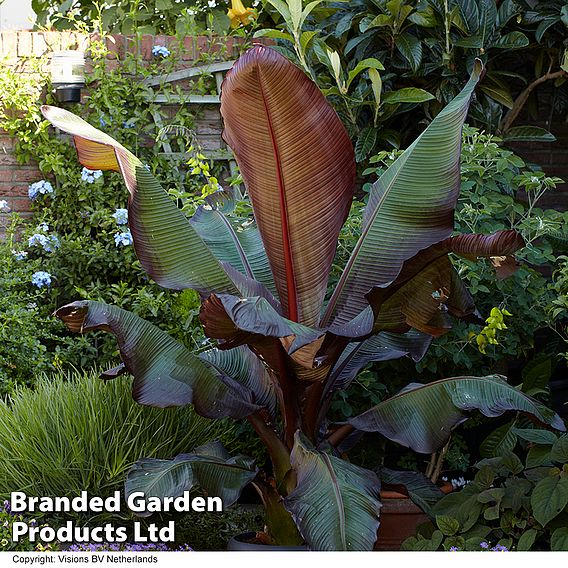 Ensete 'Ethiopian Black Banana'