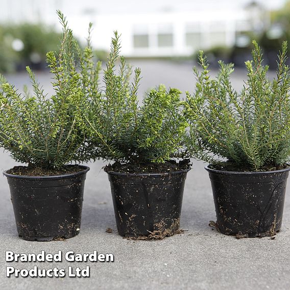 Erica carnea