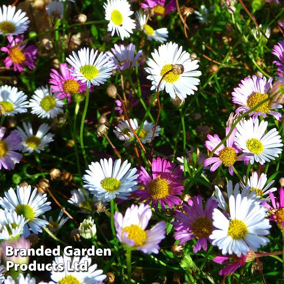 Erigeron karvinskianus