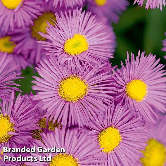 Erigeron seciosus 'Pink Jewel'