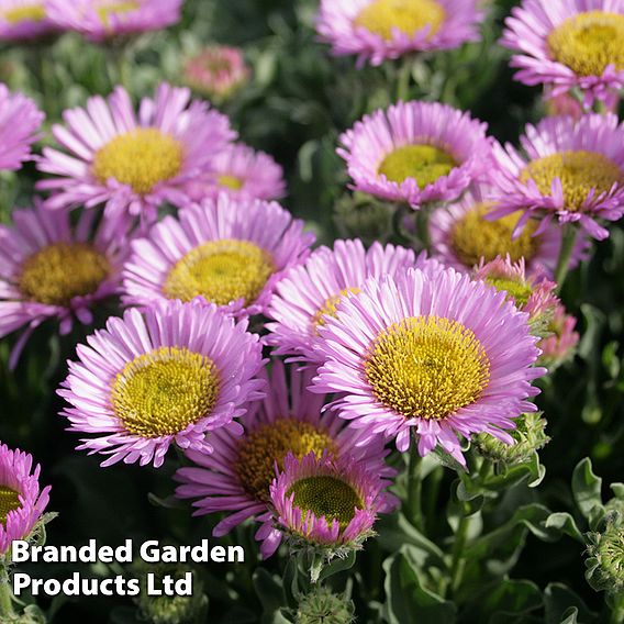 Erigeron glaucus 'Sea Breeze'