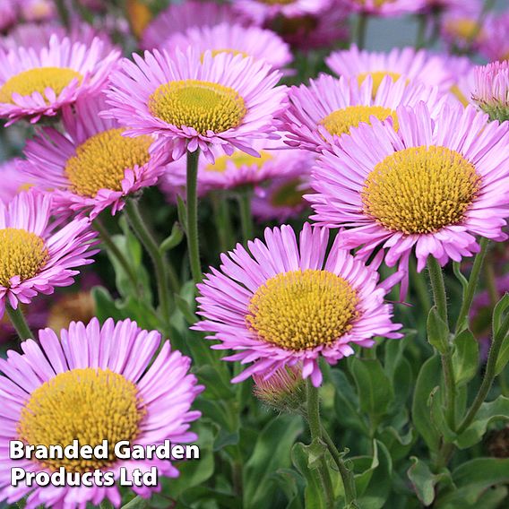 Erigeron glaucus 'Sea Breeze'