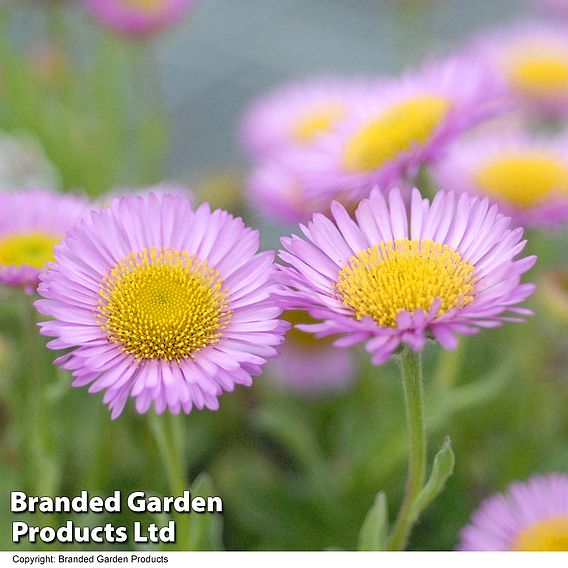 Erigeron glaucus 'Sea Breeze'