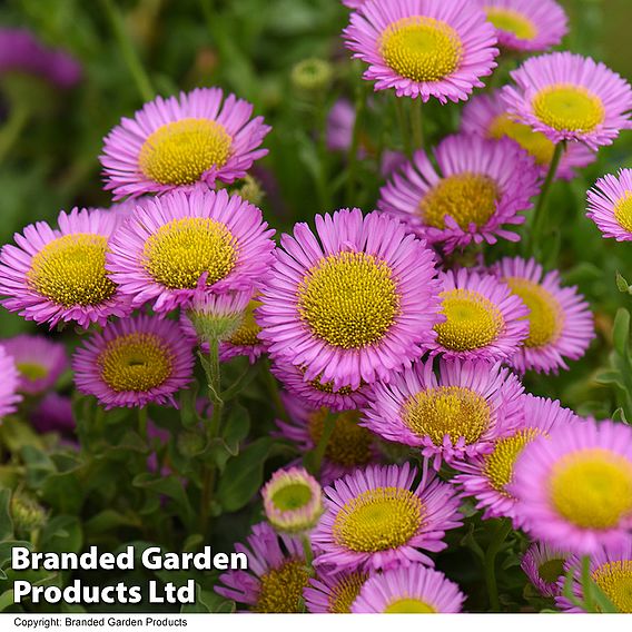 Erigeron glaucus 'Sea Breeze'