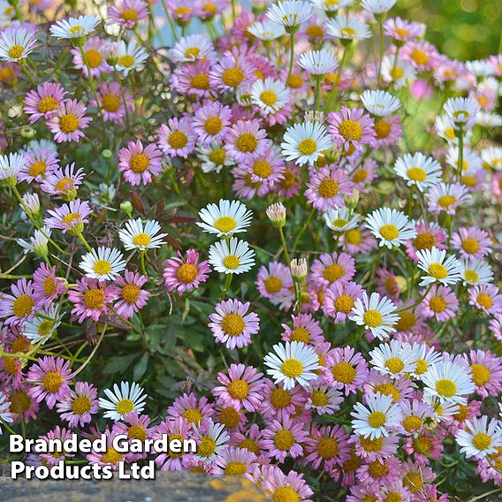 Erigeron karvinskianus