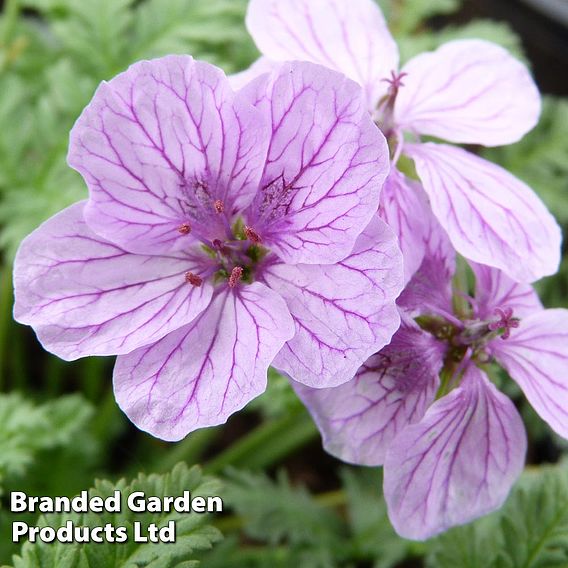 Erodium 'Spanish Eyes'