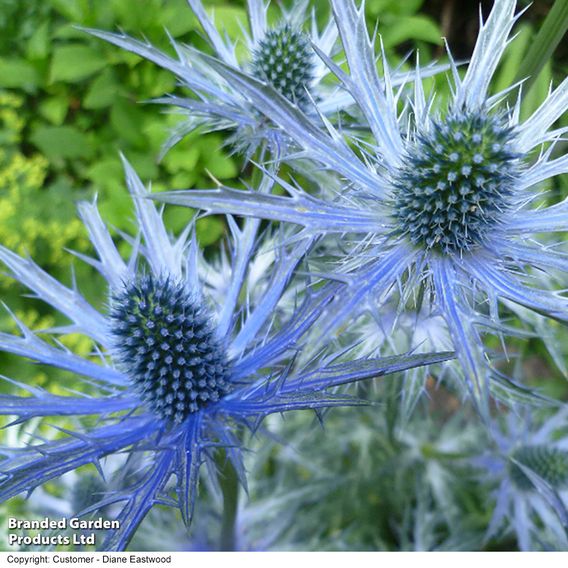 Eryngium x zabelii 'Big Blue'