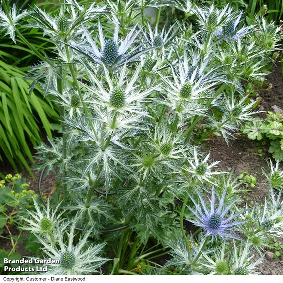 Eryngium x zabelii 'Big Blue'