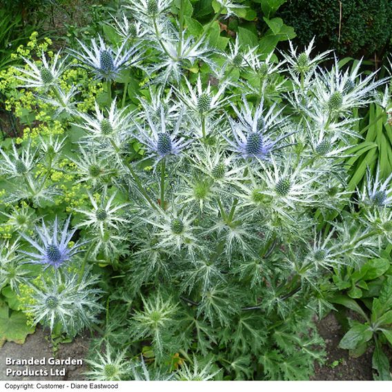 Eryngium x zabelii 'Big Blue'