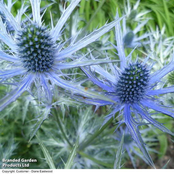 Eryngium x zabelii 'Big Blue'