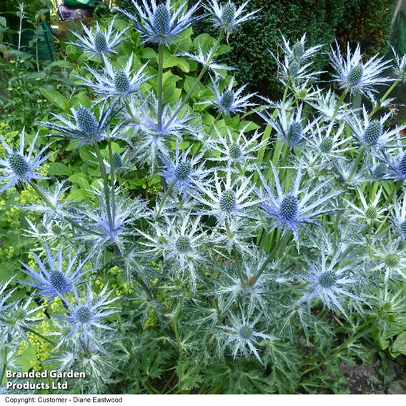 Eryngium x zabelii 'Big Blue'