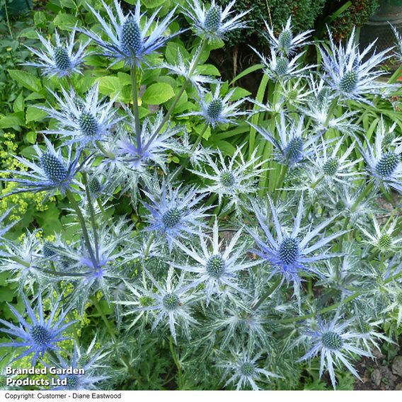 Eryngium x zabelii 'Big Blue'