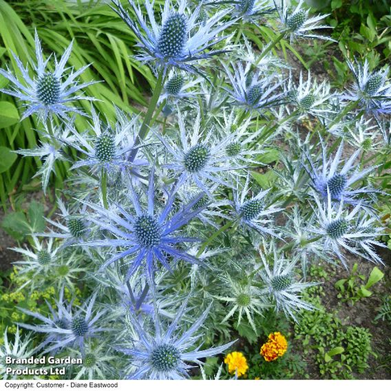 Eryngium x zabelii 'Big Blue'