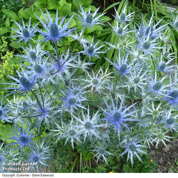 Eryngium x zabelii 'Big Blue'