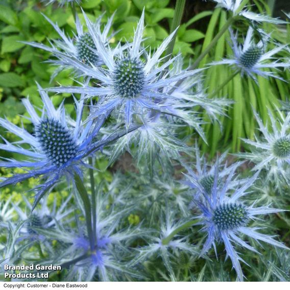 Eryngium x zabelii 'Big Blue'