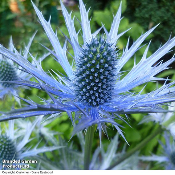 Eryngium x zabelii 'Big Blue'