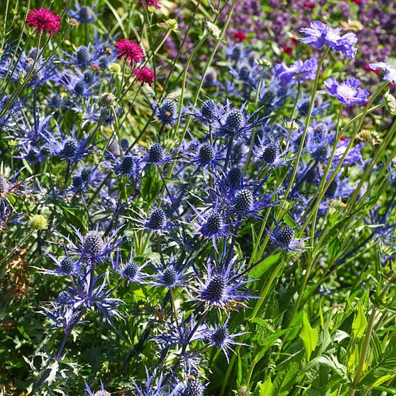 Eryngium 'Blue Steel'