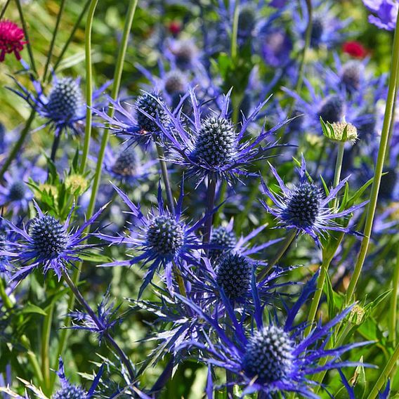 Eryngium 'Blue Steel'