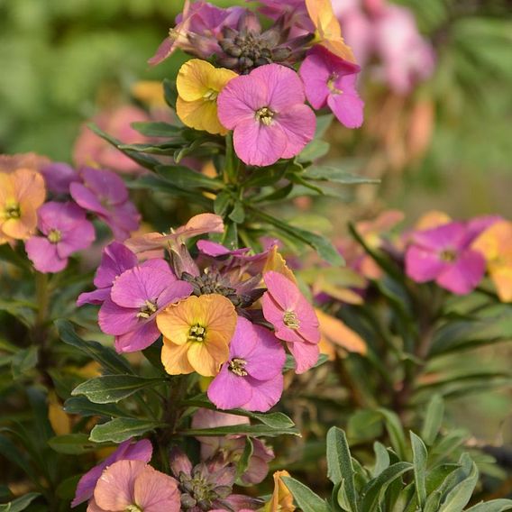 Erysimum 'Artist Paintbox'