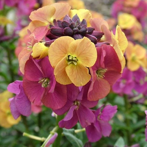 Erysimum 'Artist Paintbox'