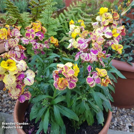 Erysimum 'Fire & Flame'