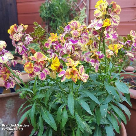 Erysimum 'Fire & Flame'