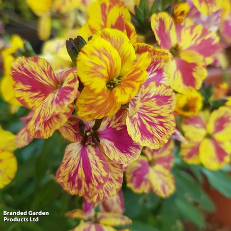 Erysimum 'Fire & Flame'